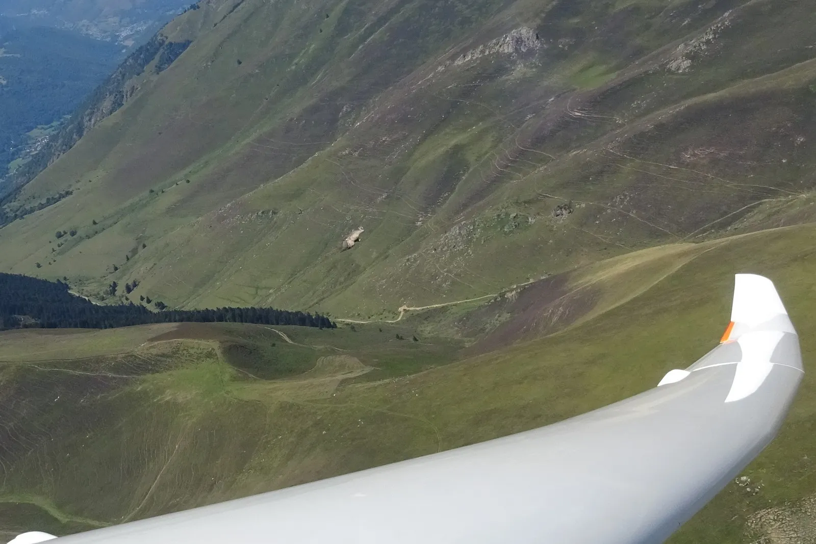Vol en formation avec un vautour